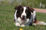 BORDER COLLIE 1495
